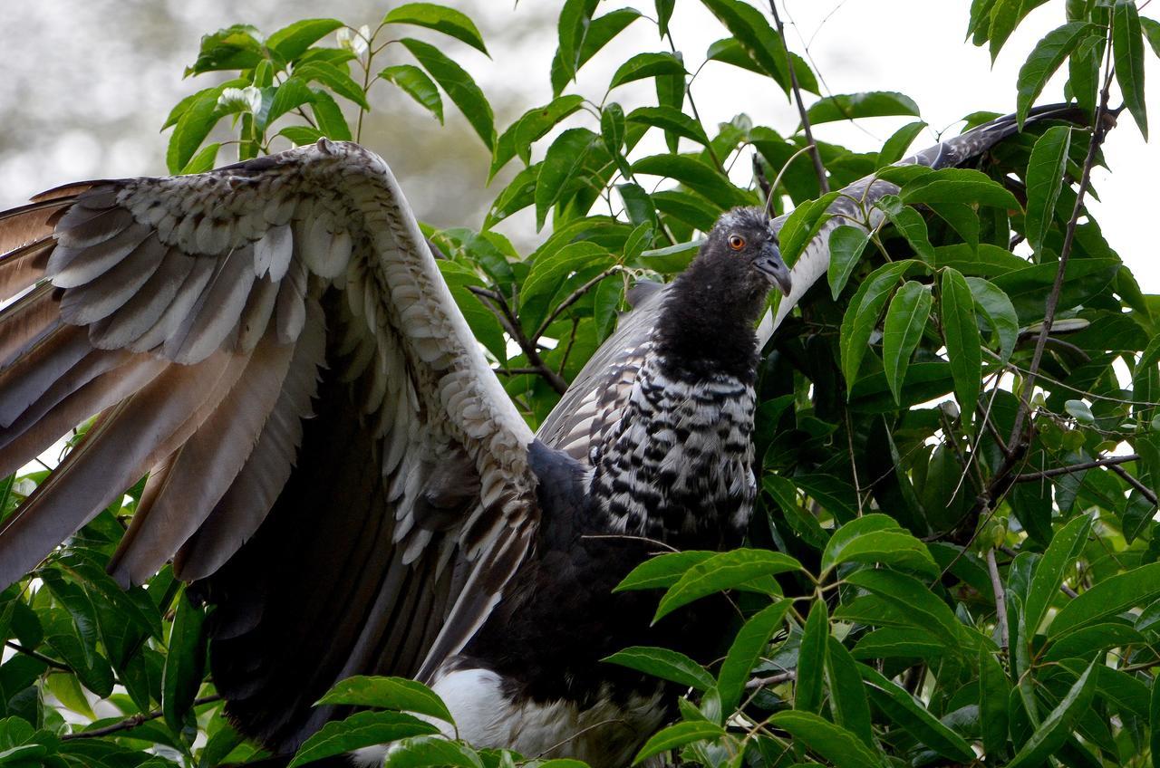 Yaku Amazon Lodge & Expeditions Paraíso Eksteriør billede