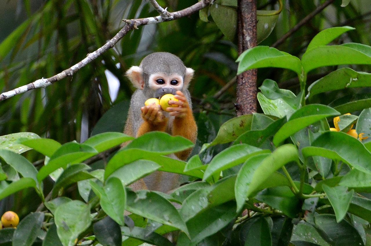 Yaku Amazon Lodge & Expeditions Paraíso Eksteriør billede